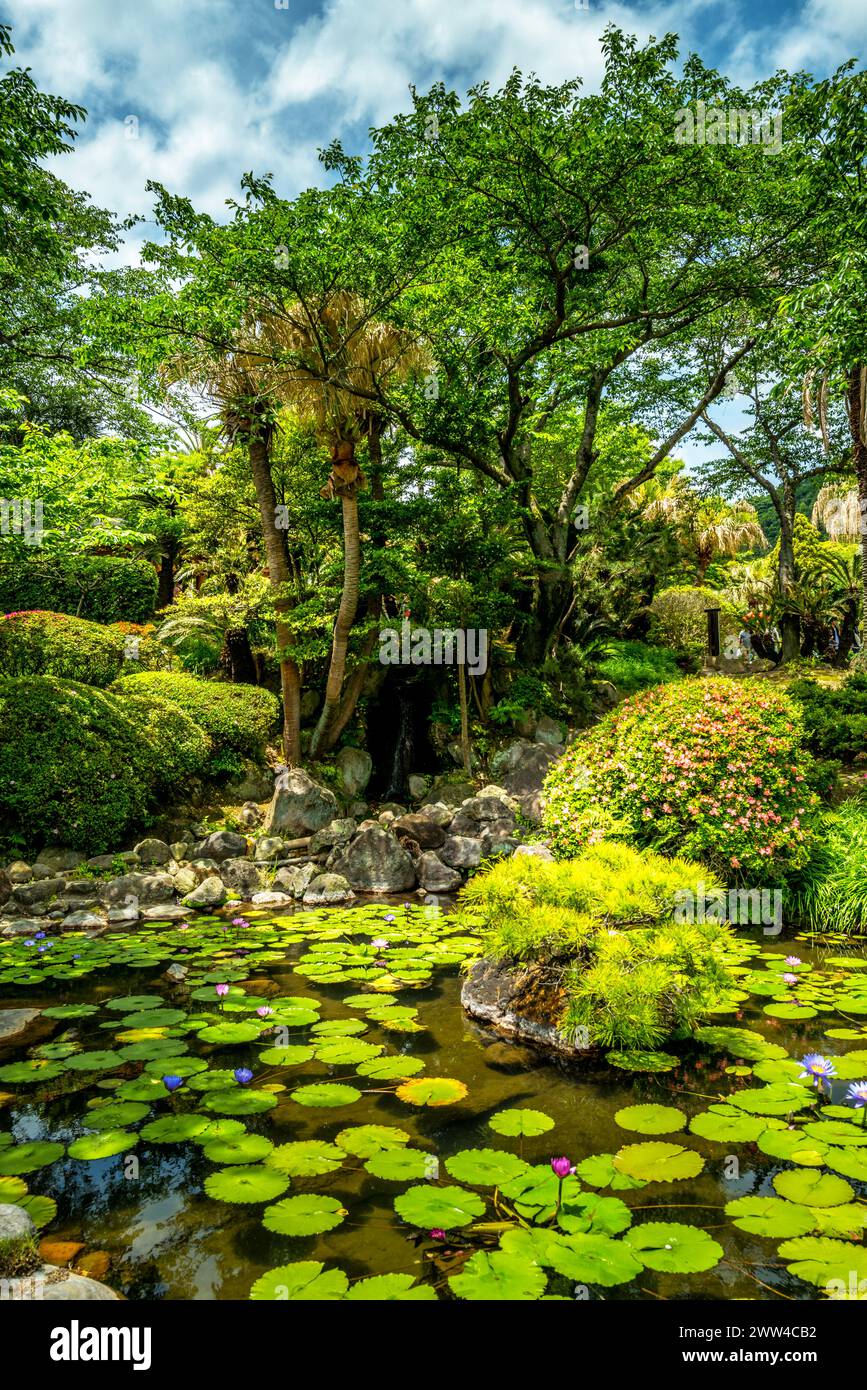 A Lillie Pond in a Japanese temple Stock Photo