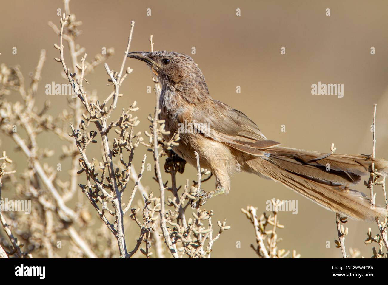 Arabian babbler perched on a shrub The Arabian babbler (Argya ...