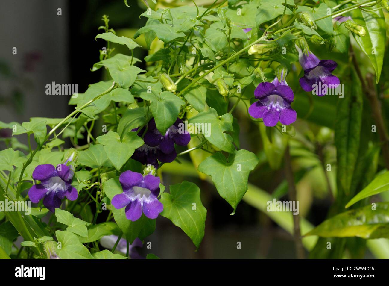 Asarina scandens leaves and flowers Stock Photo