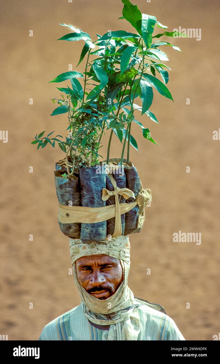 Niger, Tahoua, man with new seedlings for reforestation to stop desertification. Stock Photo
