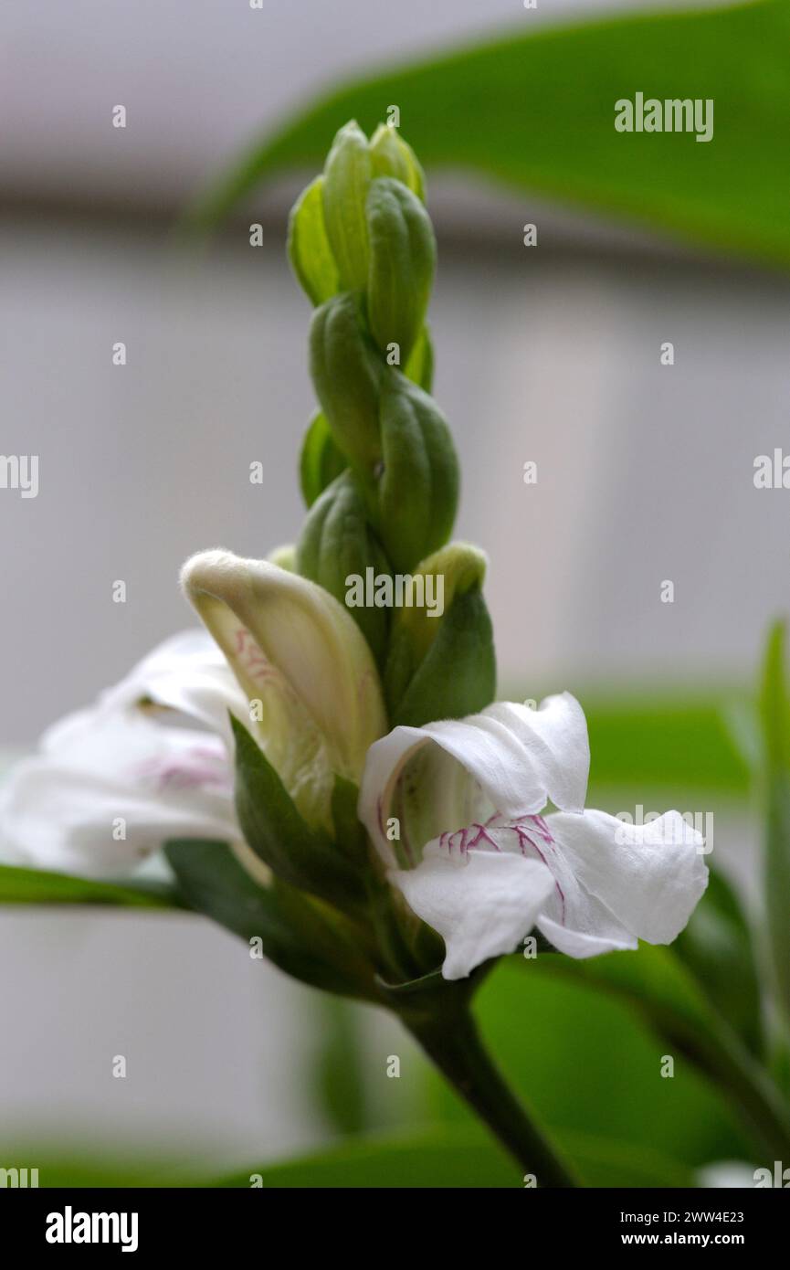 Justicia adhatoda flowers Stock Photo - Alamy