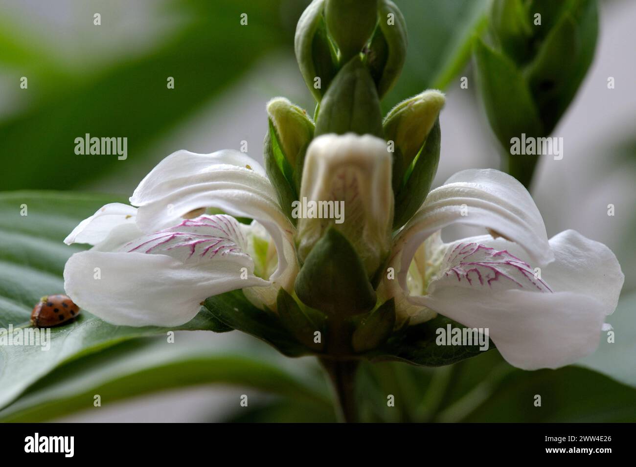 Justicia adhatoda flowers Stock Photo - Alamy