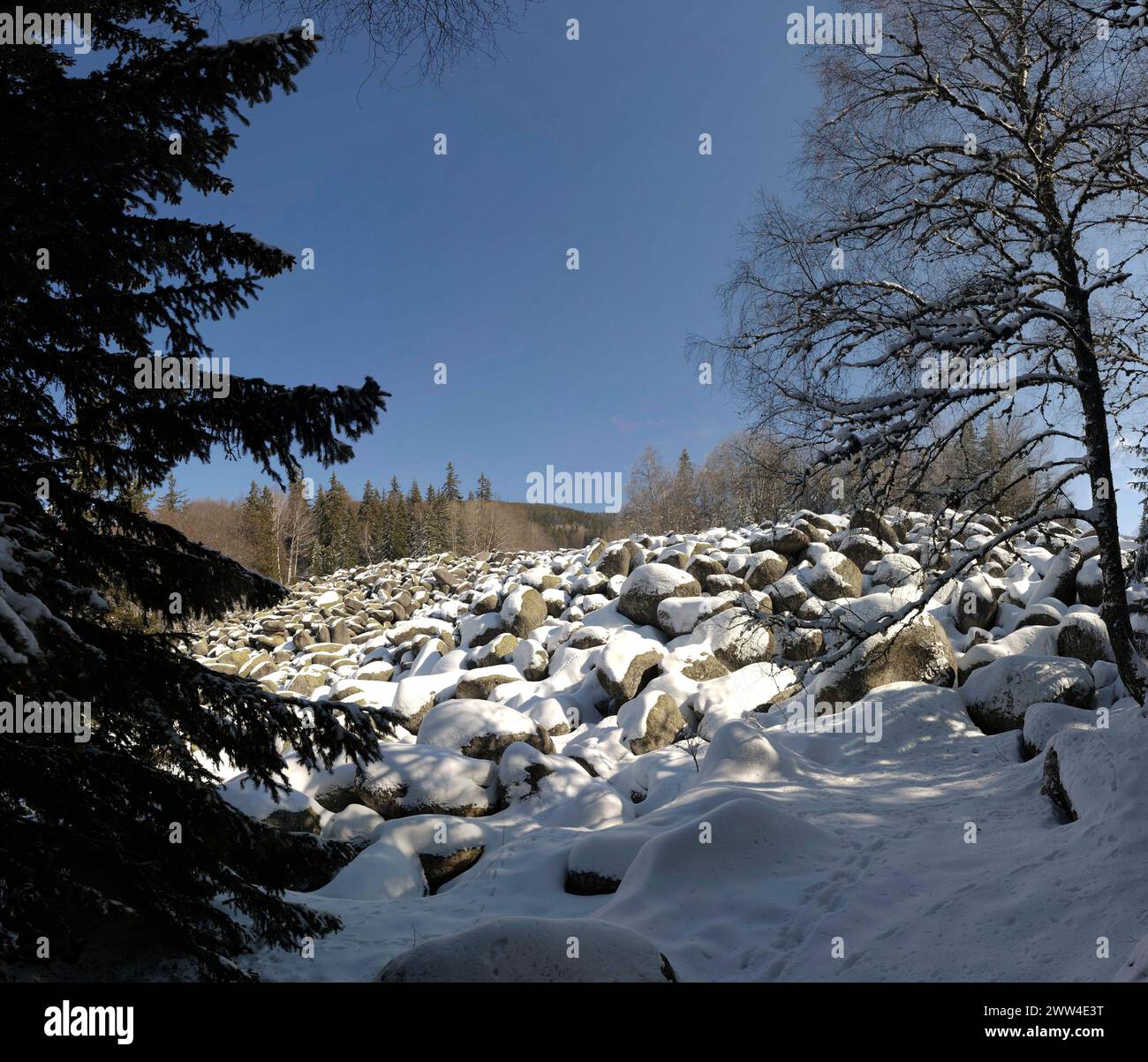 Winter in the forest Stock Photo - Alamy
