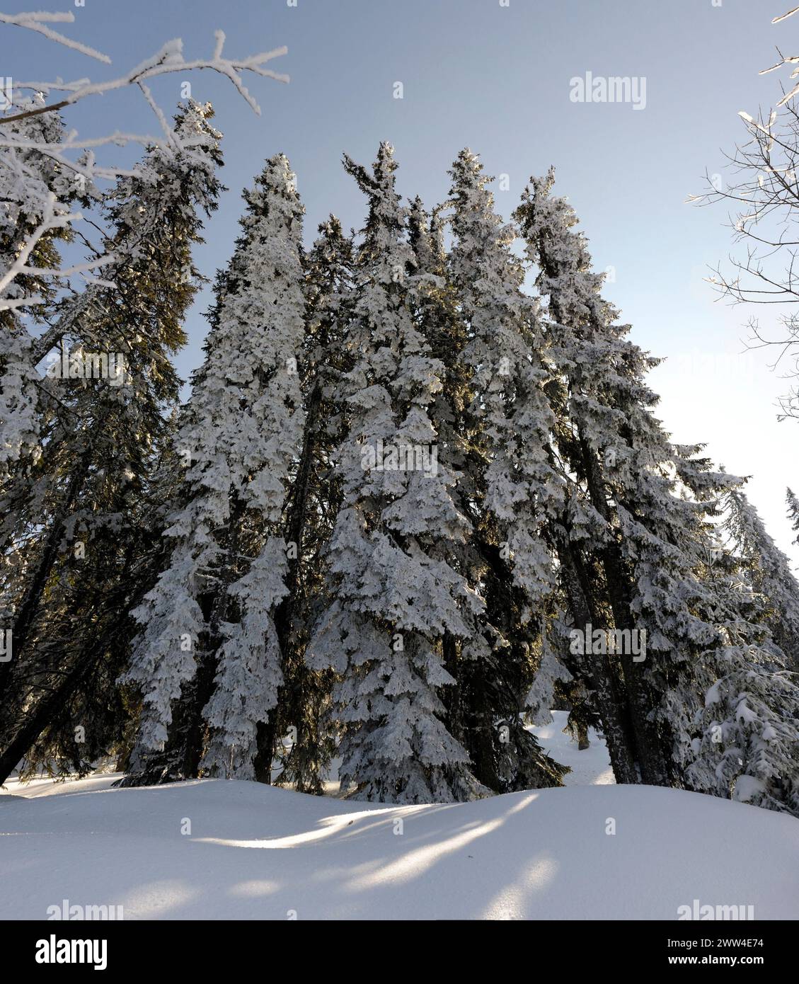 Winter in the forest Stock Photo - Alamy