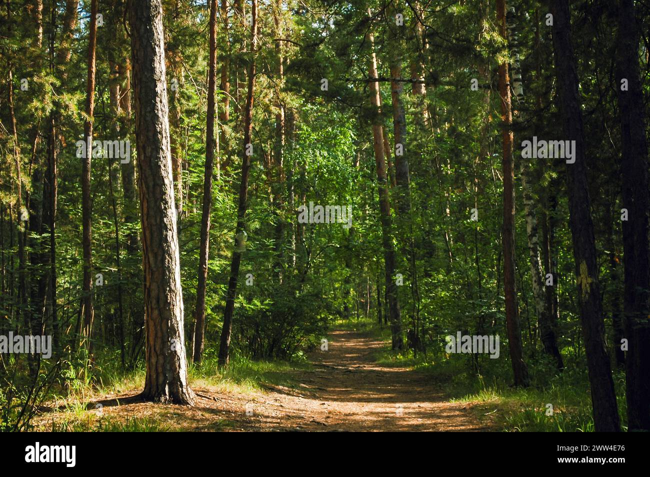 The trunk of a tall pine tree is illuminated by the summer sun in the ...