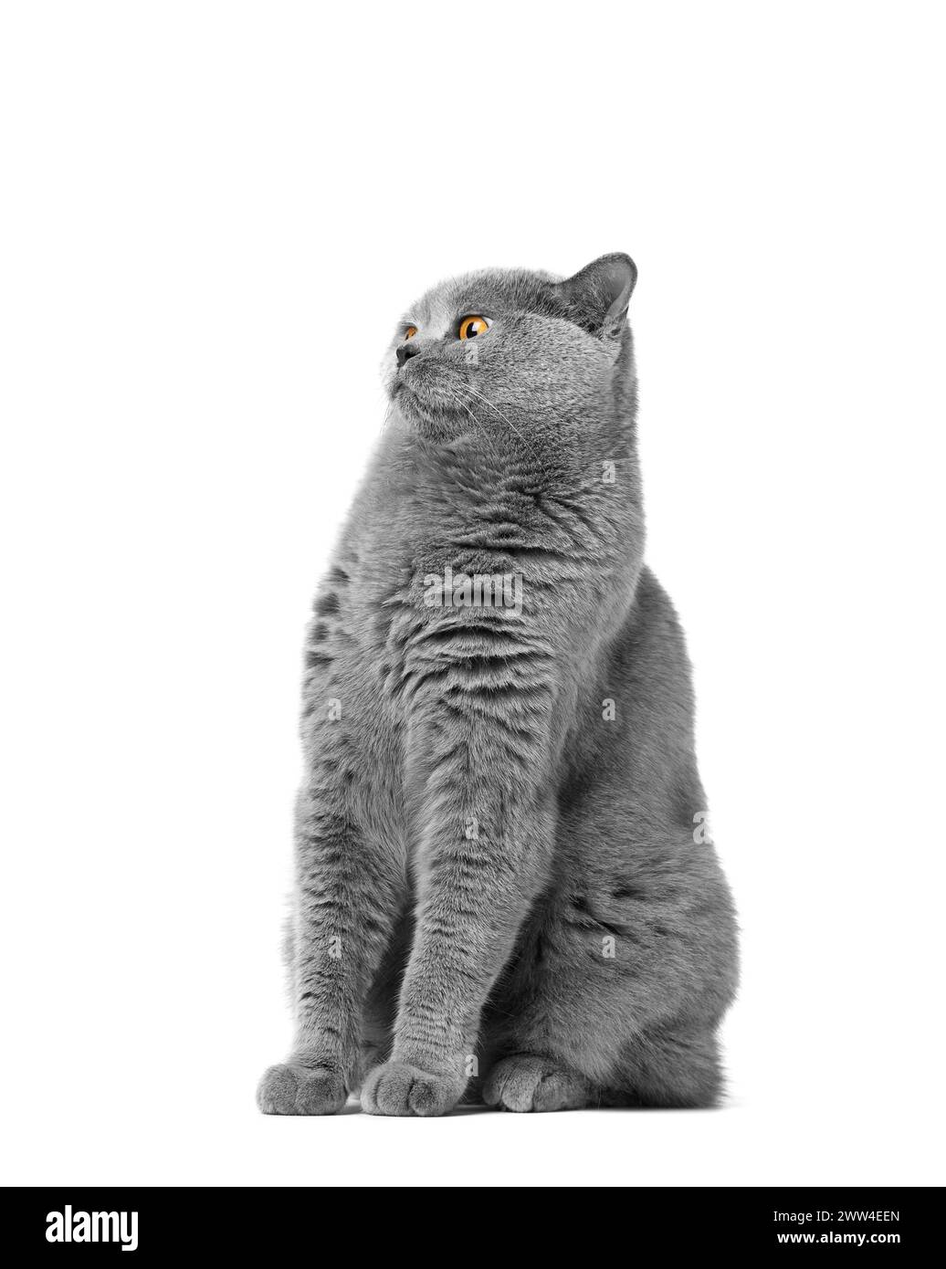 A purebred British blue cat with large orange eyes sits on a white