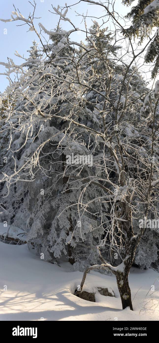 Winter in the forest Stock Photo - Alamy