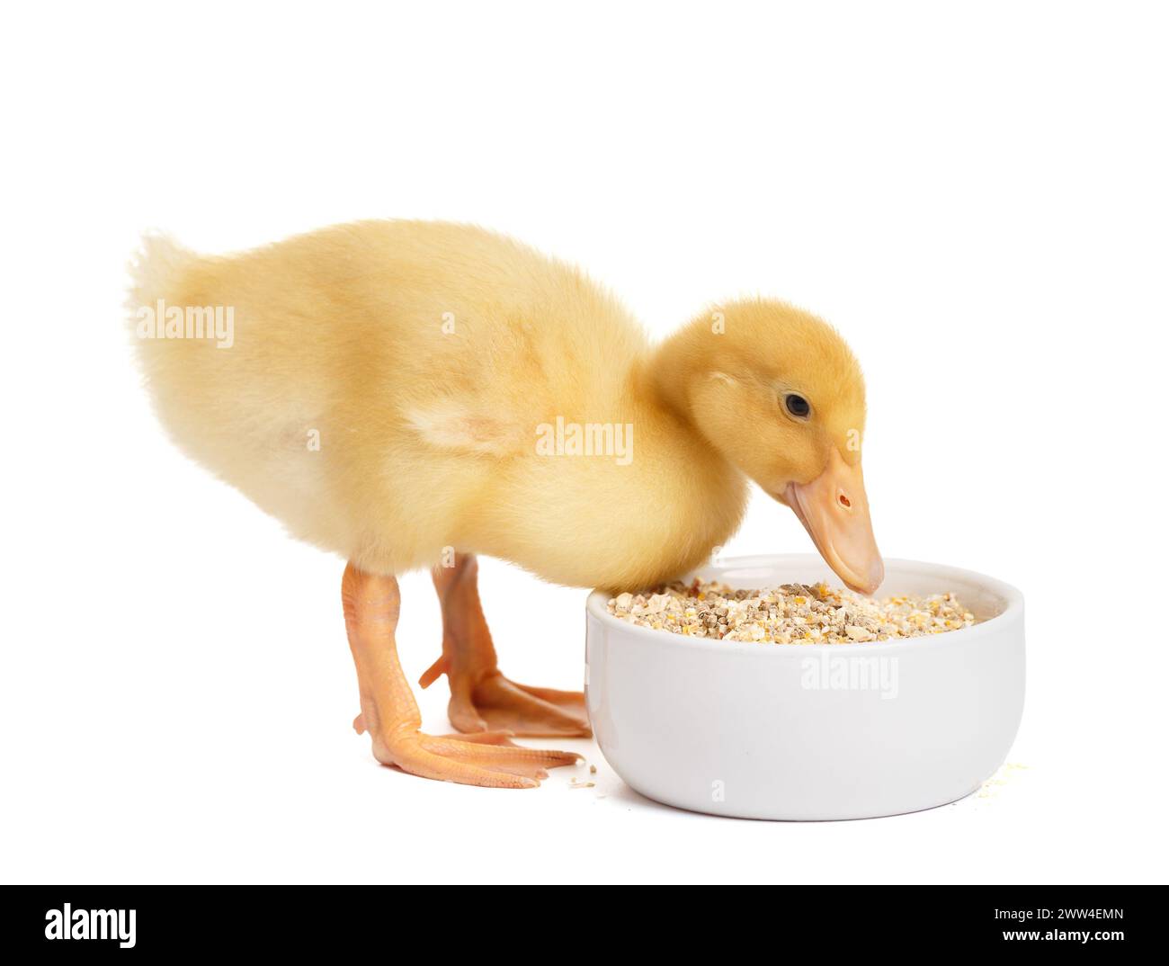 Cute funny little duckling eats food from a bowl on a white background. Young poultry, advertising for poultry feed. Stock Photo