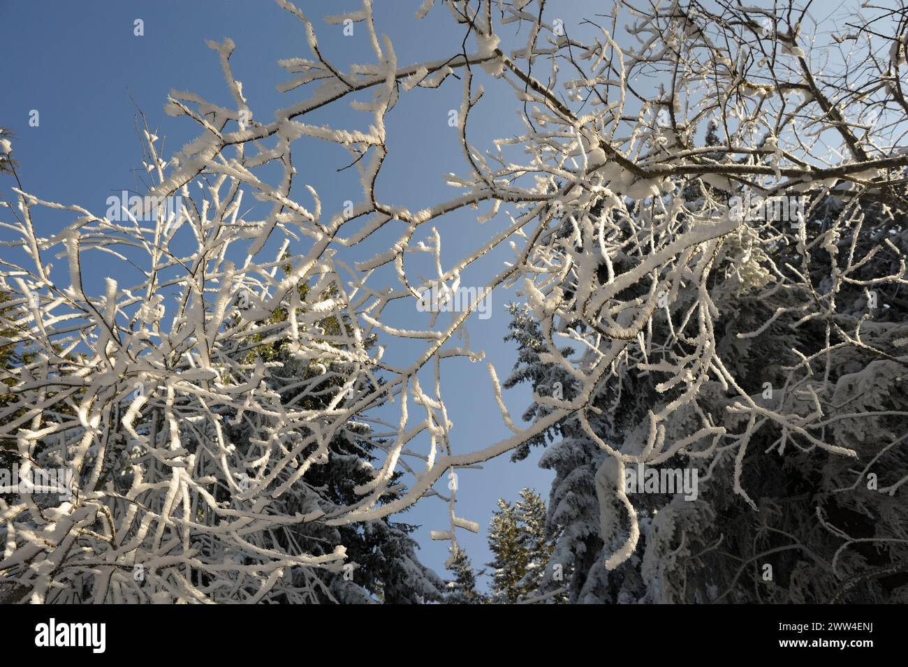 Winter in the forest Stock Photo - Alamy