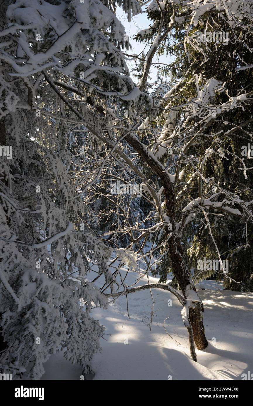 Winter in the forest Stock Photo - Alamy