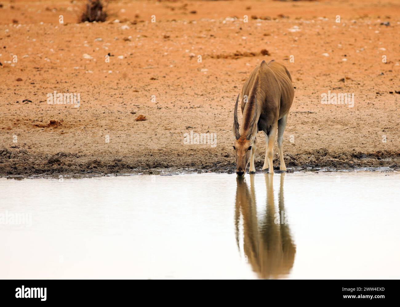 Close up of an Eland drinking from a small waterhole, with good water reflection.  These are very large antelopes and incredibly nervous. Stock Photo