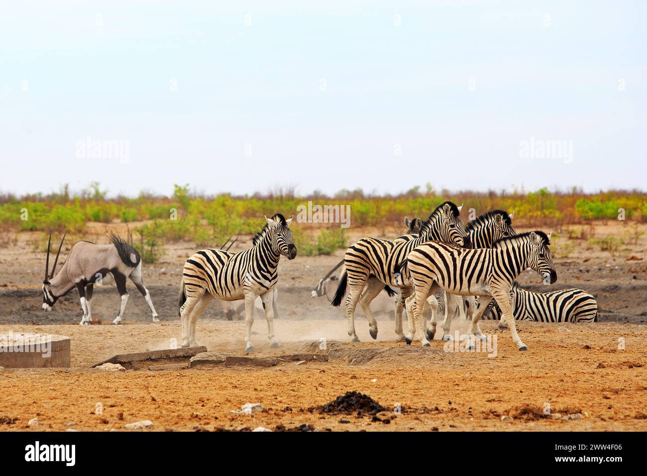 Small Herd of Zebra on the Dry Plains with a nice natural bush ...