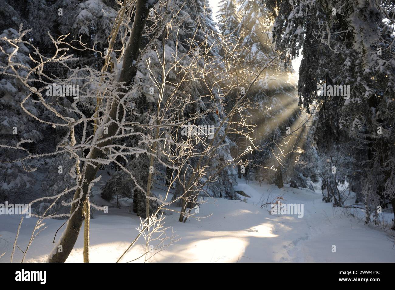 Winter in the forest Stock Photo - Alamy