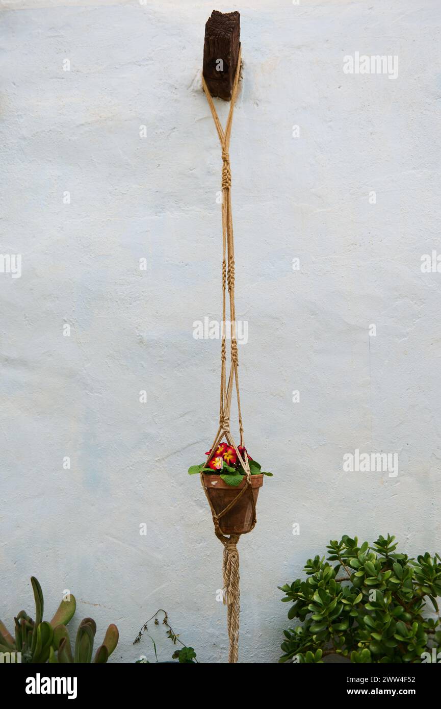Still life. Vertical photography of a potted flower, houseplant in a clay pot hanging on the while wall background. Floral background. Decoration with Stock Photo
