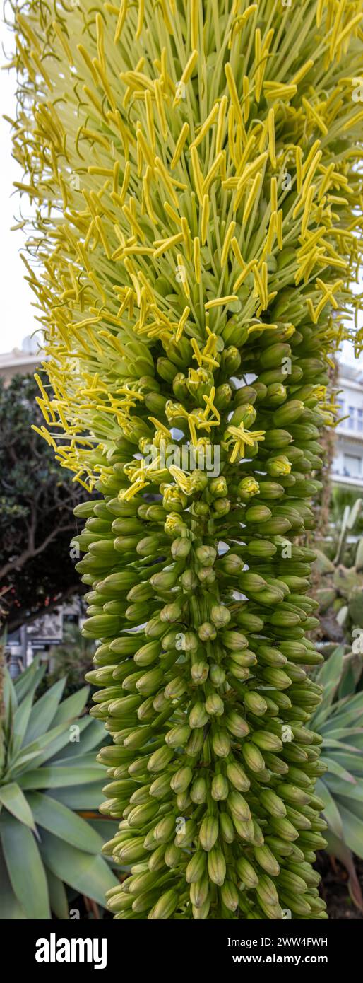 Vertical panoramic photograph of a part of the flowers of an Agave attenuata, also known as 'gooseneck agave', succulent plant. Estepona, España Stock Photo