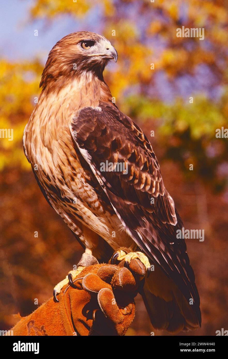 Red Tailed Hawk; Hawk Mountain Sanctuary; ; Pennsylvania; USA Stock ...