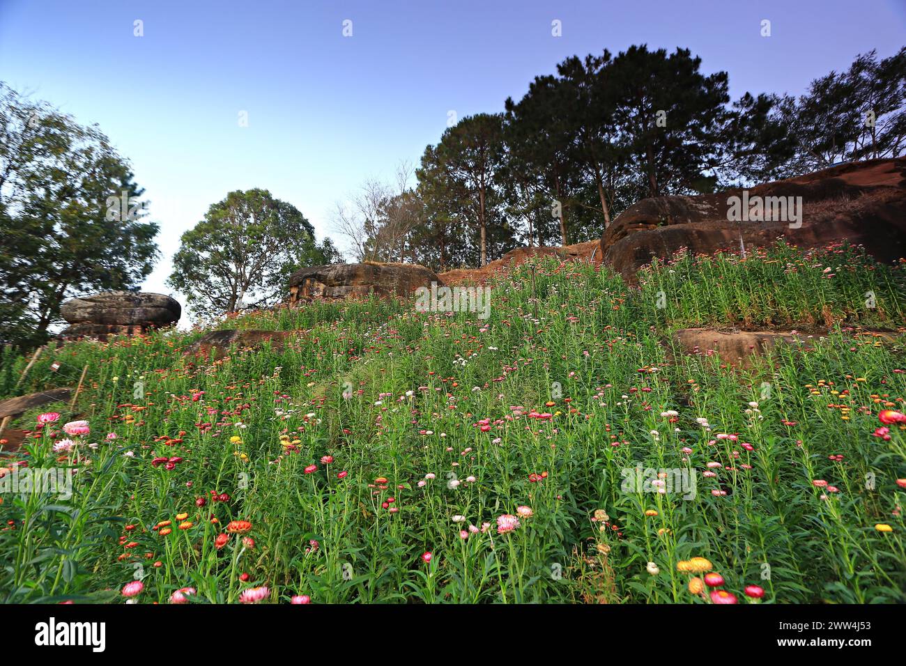 Everlasting daisies are in full bloom at the flower field at the Phu Hin Rong Kla National Park in Phitsanulok province, Thailand Stock Photo