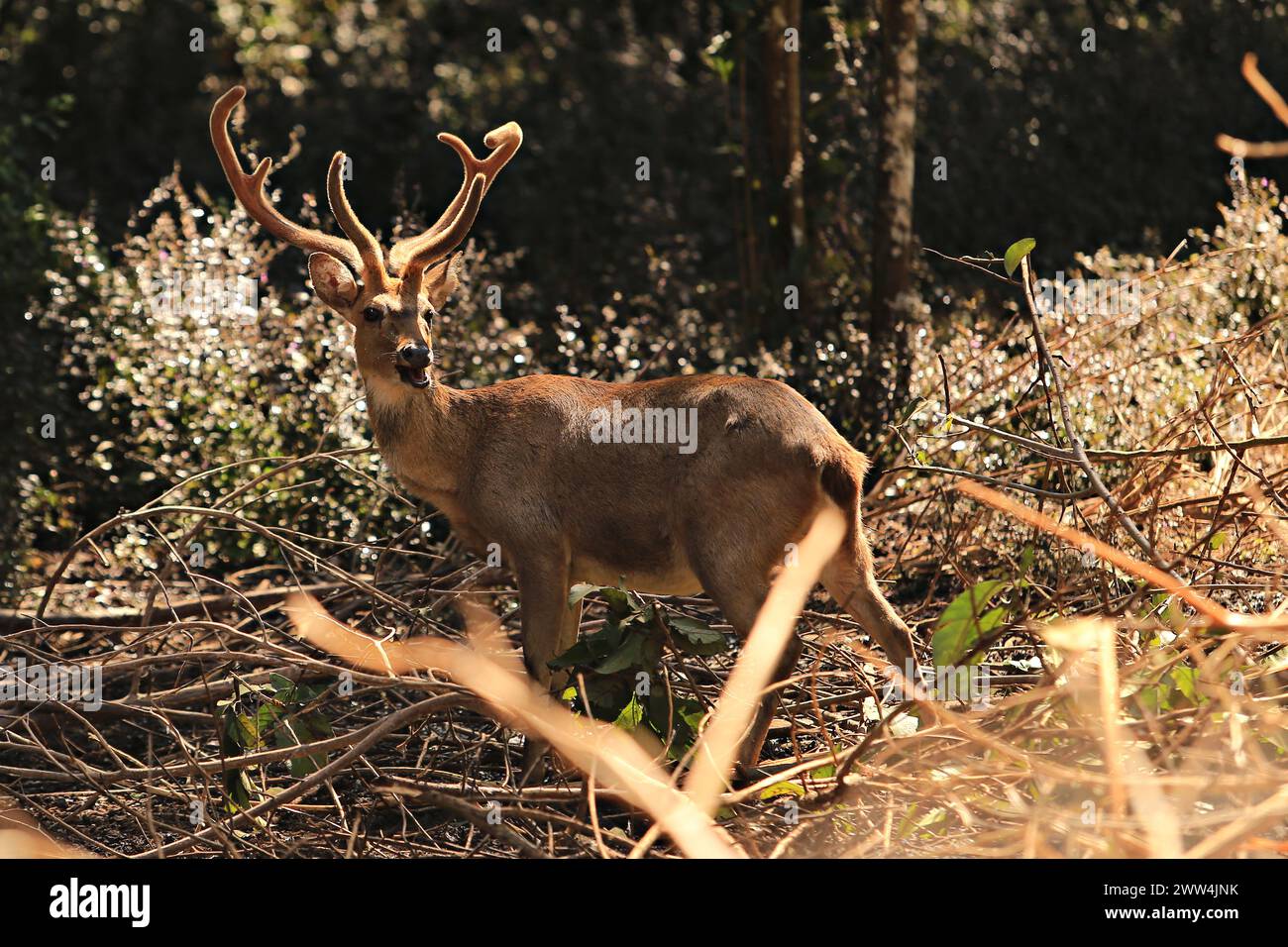Rucervus eldii siamensis hi-res stock photography and images - Alamy