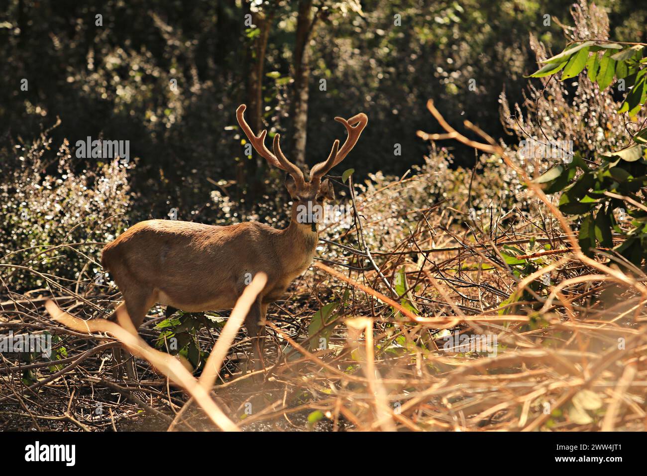 Herd of Eld's Deer (Rucervus eldii siamensis) in the Wildlife Research Center, Pang Tong, Mae Hong Son Province, Thailand Stock Photo