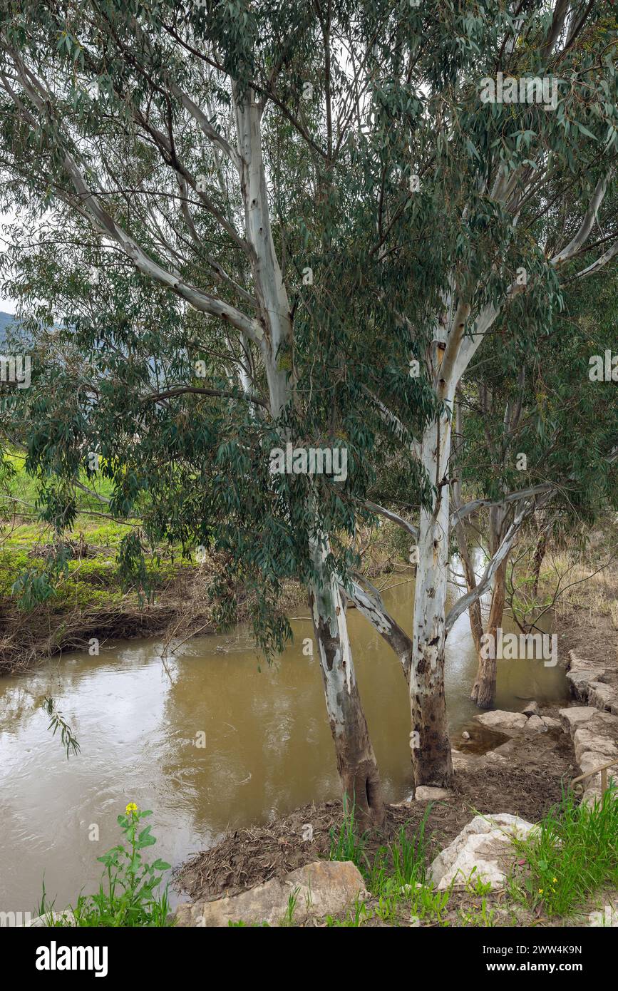 beautiful view of Eucalyptus on the Kishon River in Israel Stock Photo
