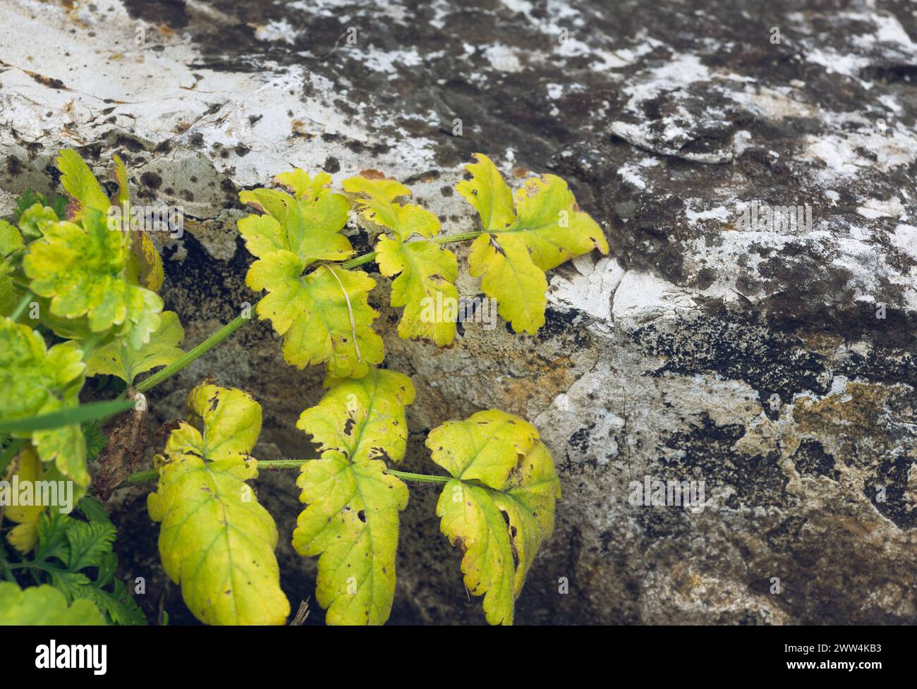 yellow leaves on a background of a gray stone wall close-up Stock Photo