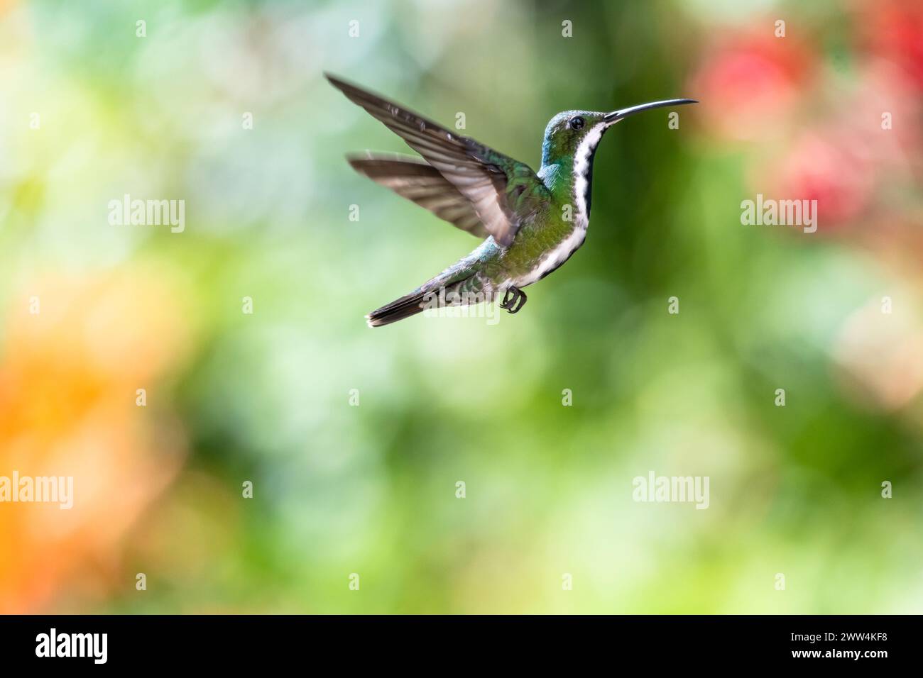 Black-throated Mango hummingbird, Anthracothorax nigricollis, in flight with colorful bokeh background and copy space Stock Photo