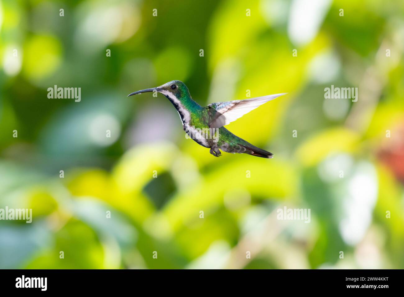 Beautiful Black-throated Mango hummingbird, Anthracothorax nigricollis, flying in sunlight with blurred green background. Stock Photo