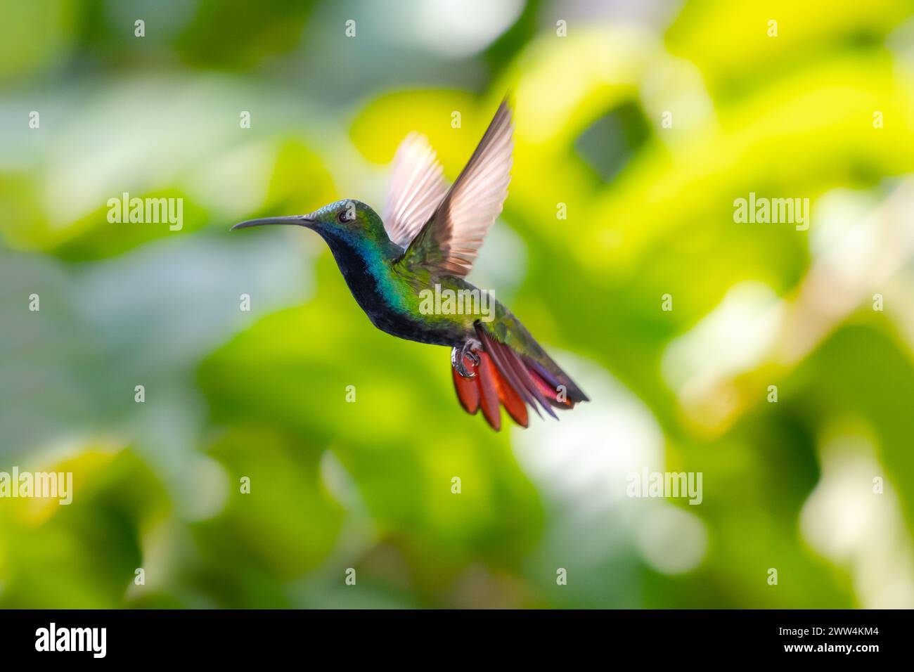 Colorful Black-throated Mango hummingbird, Anthracothorax nigricollis, hovering in the air with flared orange tail Stock Photo