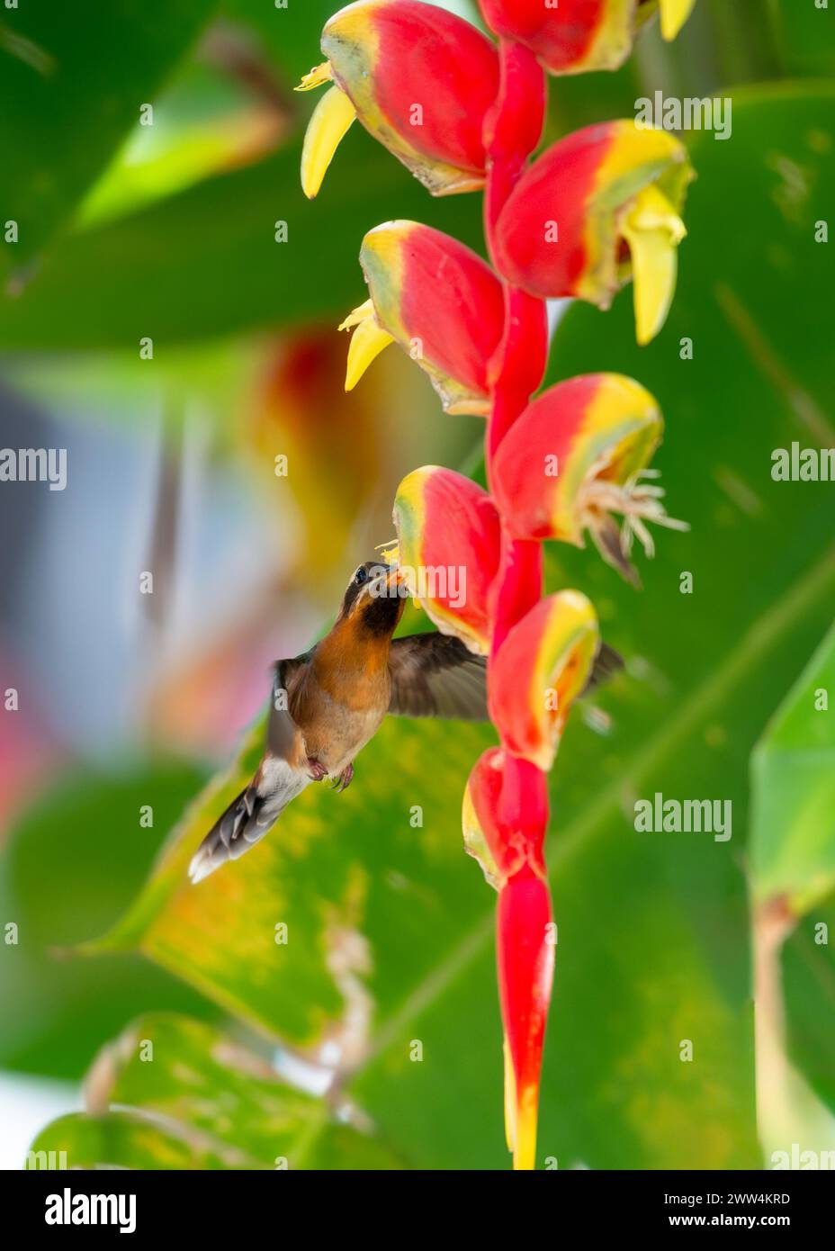 Little Hermit hummingbird, Phaethornis longuemareus, feeding on an a tropical red Lobster Claw Heliconia flower in the rainforest. Stock Photo