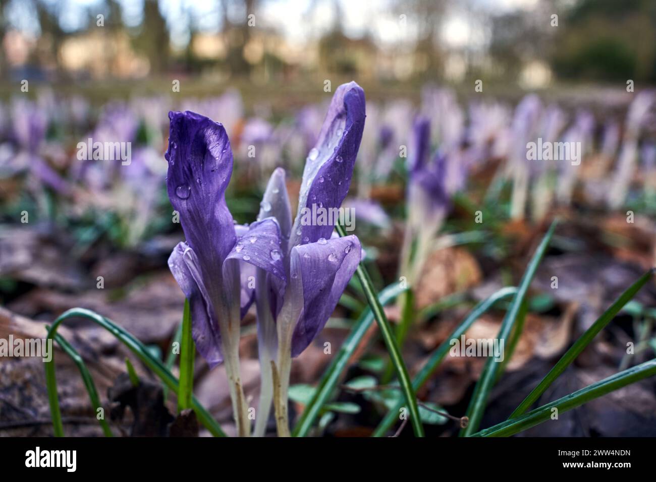 Raindrops on the petals of a blooming crocus flower in the meadow, Poland Stock Photo