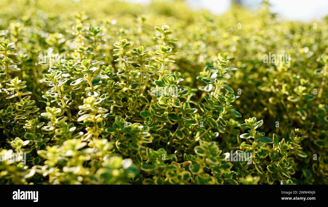 Aureus Lemon Thyme - Thymus citriodorus culinary herb plant. Lemon or citrus thyme decorative bush. Stock Photo