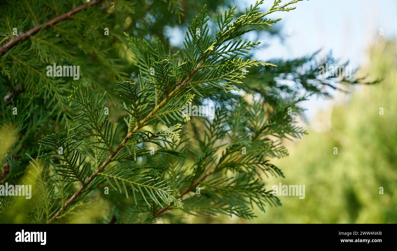Thuja occidentalis. Green thuja tree branches, background. Stock Photo