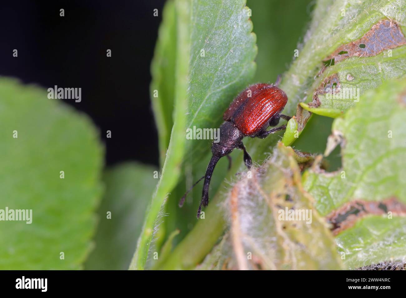 Pesch weevil (Rhynchites bacchus) On the leaves of a plum tree in the garden. Pest of  woody Rosaceae. Stock Photo