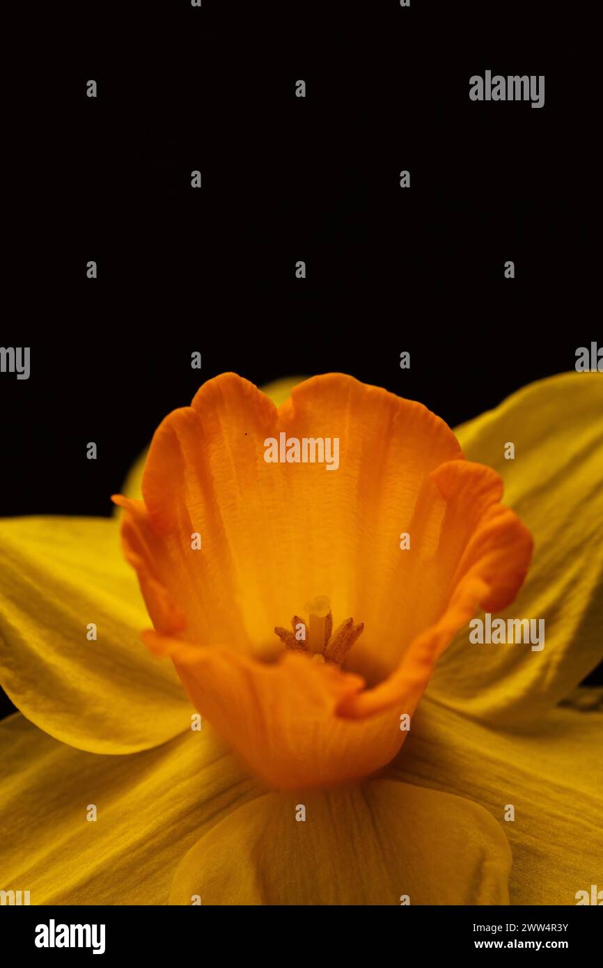 Trumpeting Spring; a high resolution photograph of a single daffodil against a black background with copy space Stock Photo