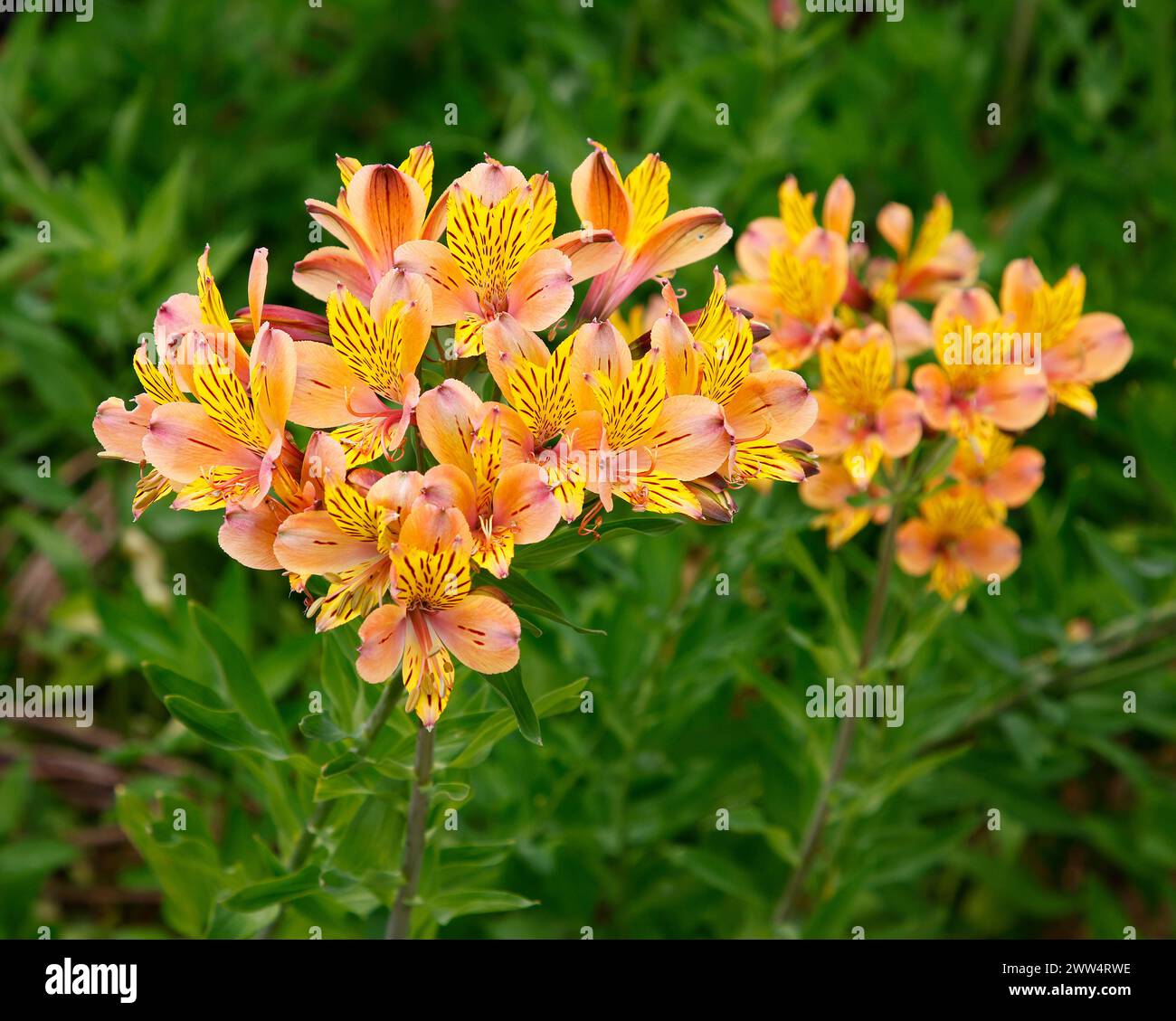 Closeup of the yellow speckled flowers of the summer flowering ...