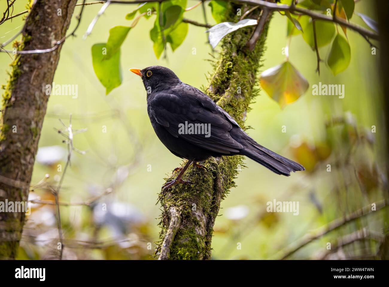 Close up of a male blackbird with brightb yellow beak and eye ring perched on a mossy branch. Stock Photo