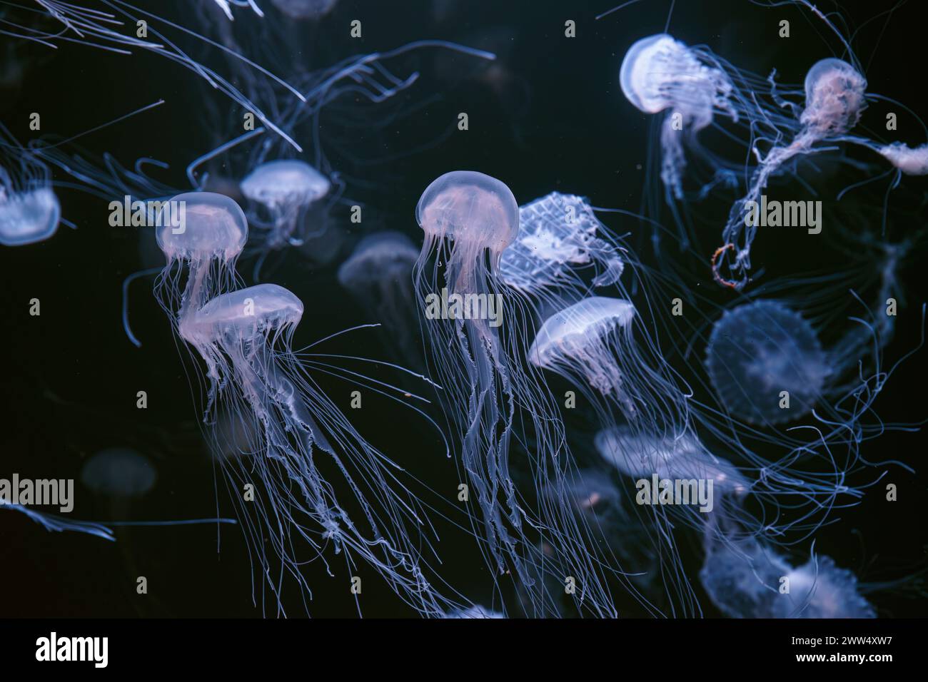 Atlantic sea nettle, Chrysaora quinquecirrha, East Cost sea nettle. Group of fluorescent jellyfish floating in illuminated aquarium. Theriology, biodi Stock Photo