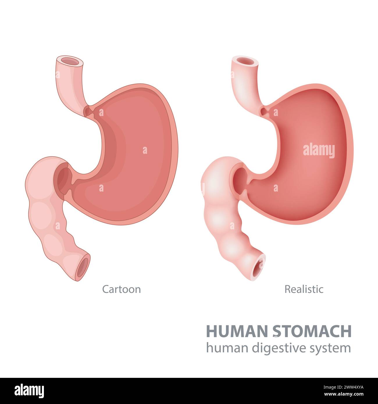 Human Stomach In Cartoon and Realistic, Vector Illustration Stock Vector