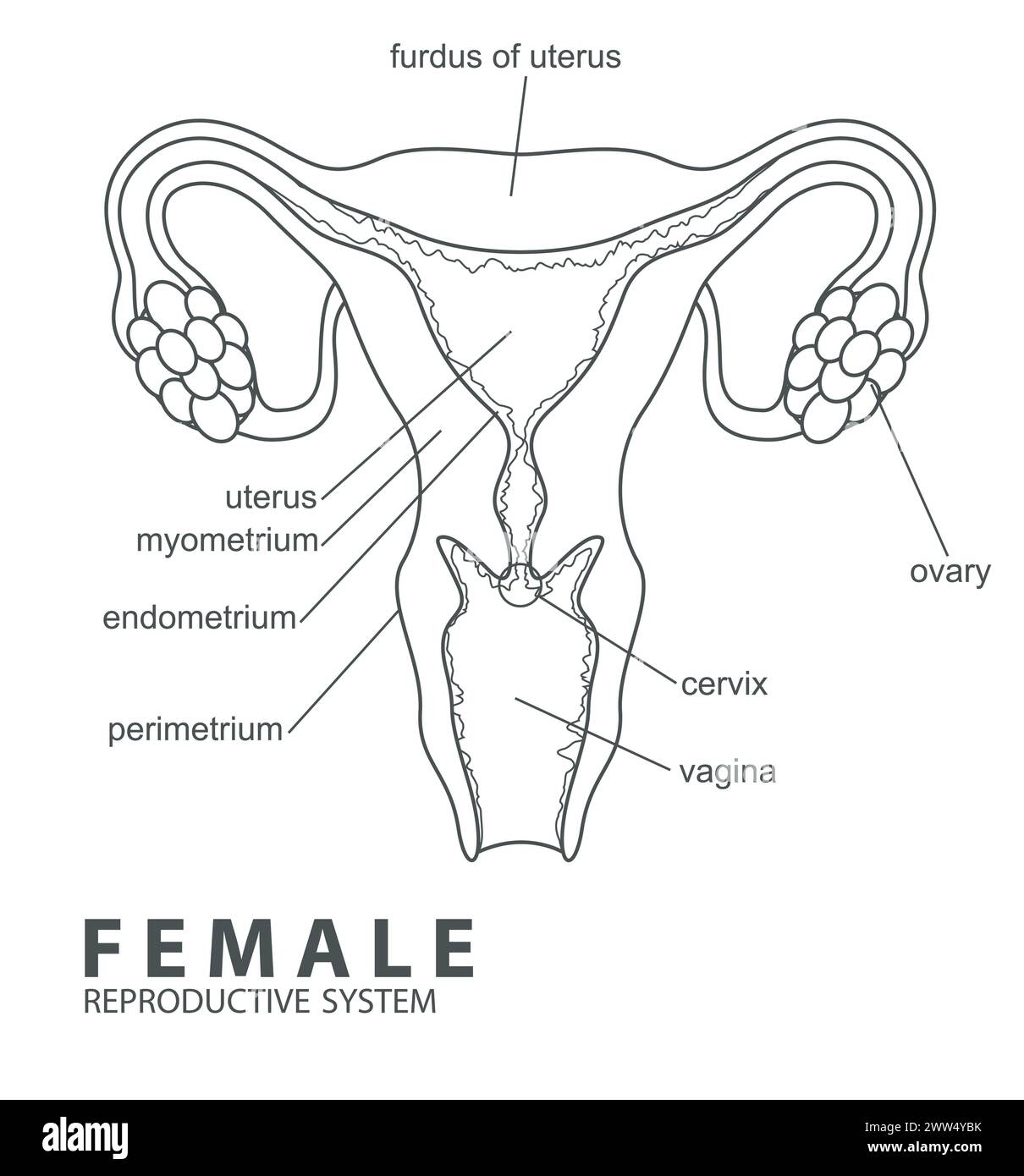 Female Reproductive System Outline, Vector Illustration Stock Vector