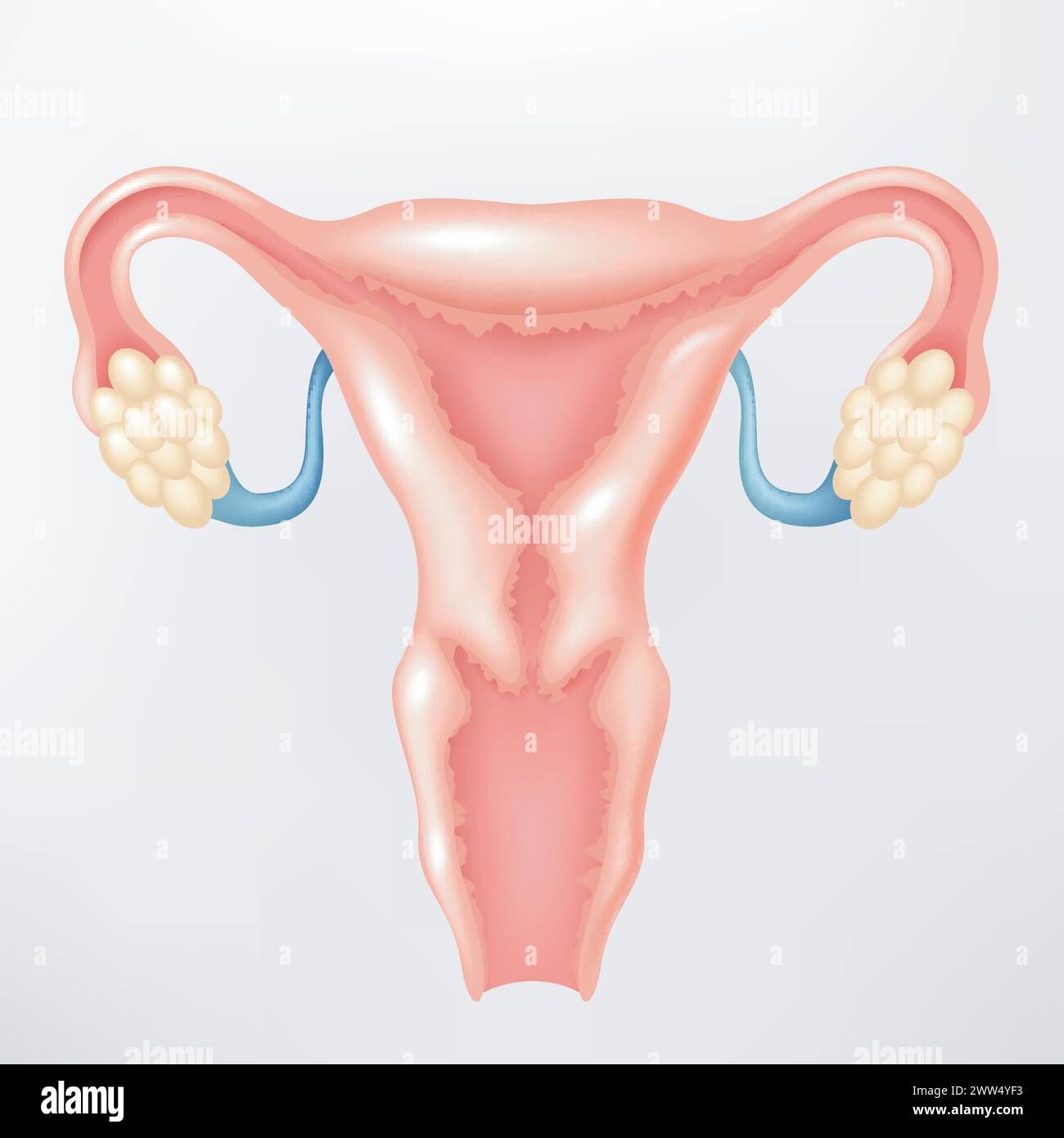 Female Reproductive System, Vector Illustration Stock Vector
