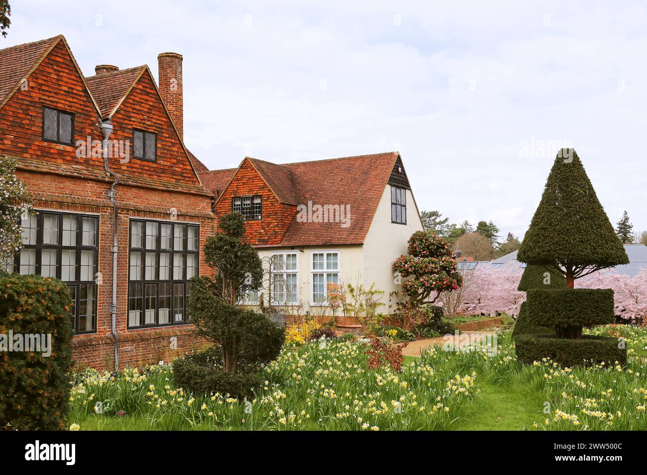 Daffodils, Old Laboratory, RHS Garden Wisley, Woking, Surrey, England, Great Britain, United Kingdom, UK, Europe Stock Photo