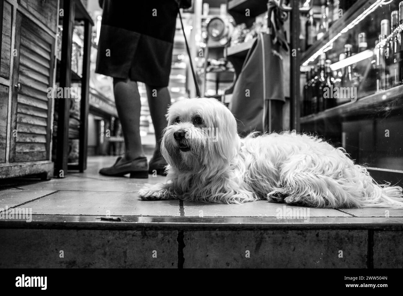 Maltese companion rests at the heart of city bustle, serene amidst the urban rush, captured in stark street photography style and monochromatic tones Stock Photo