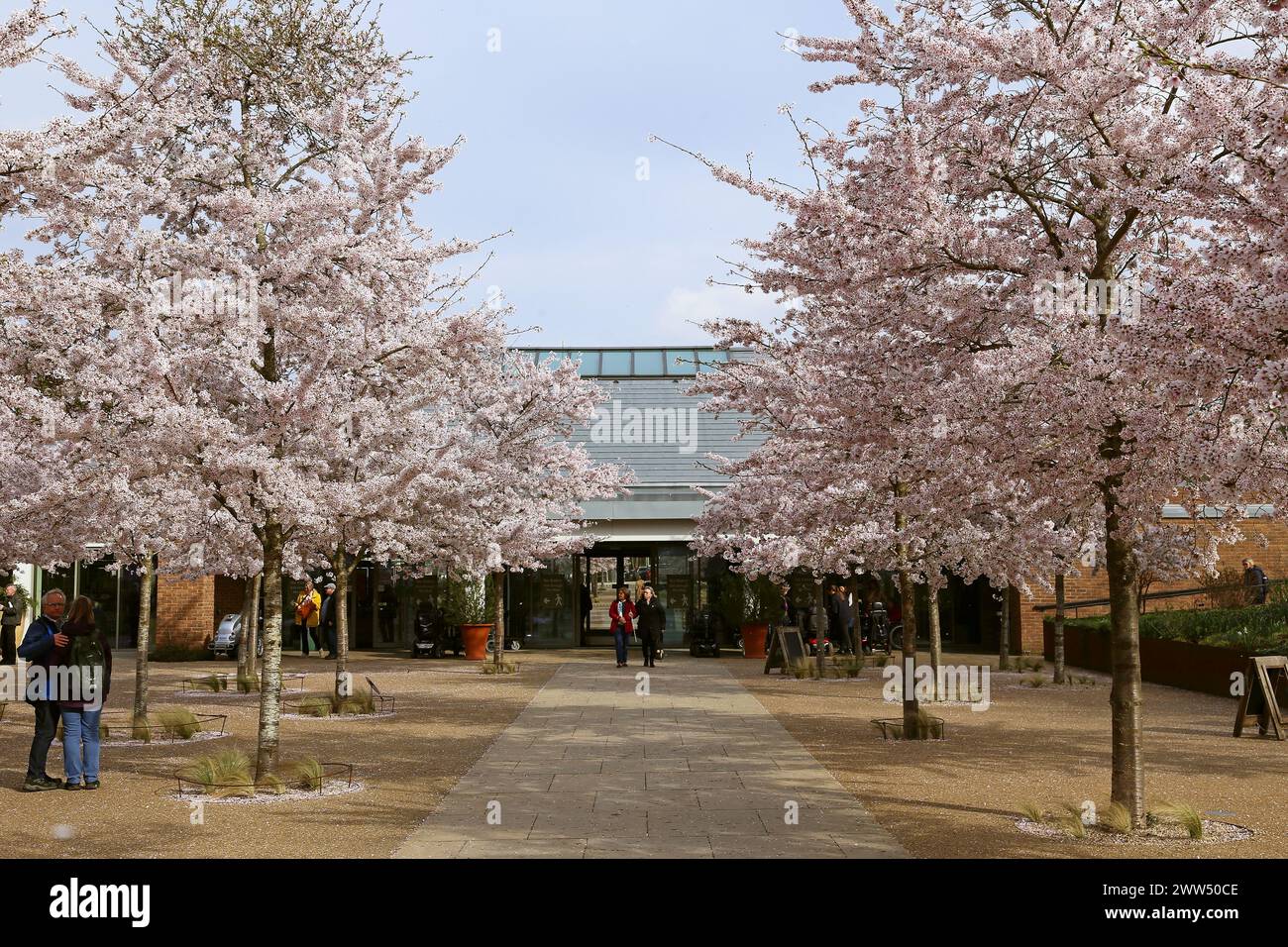 Yoshino Cherry (Prunus x yedoensis) blossom, Welcome Building, RHS ...