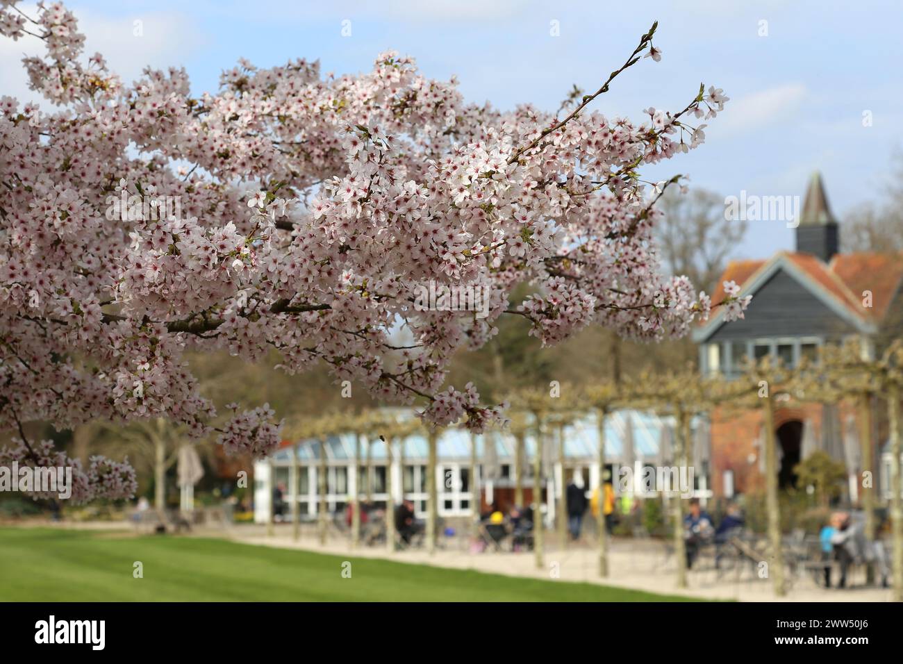 Yoshino Cherry (Prunus x yedoensis) blossom, Welcome Lawn, RHS Garden Wisley, Woking, Surrey, England, Great Britain, United Kingdom, UK, Europe Stock Photo