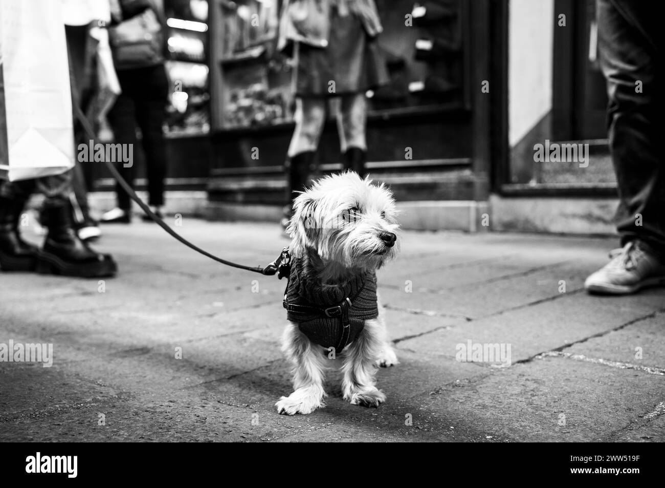 Little white terrier dog exploring the city streets, its gaze sharp amidst the urban hustle. Black and white capture contrasts the animal's innocence Stock Photo
