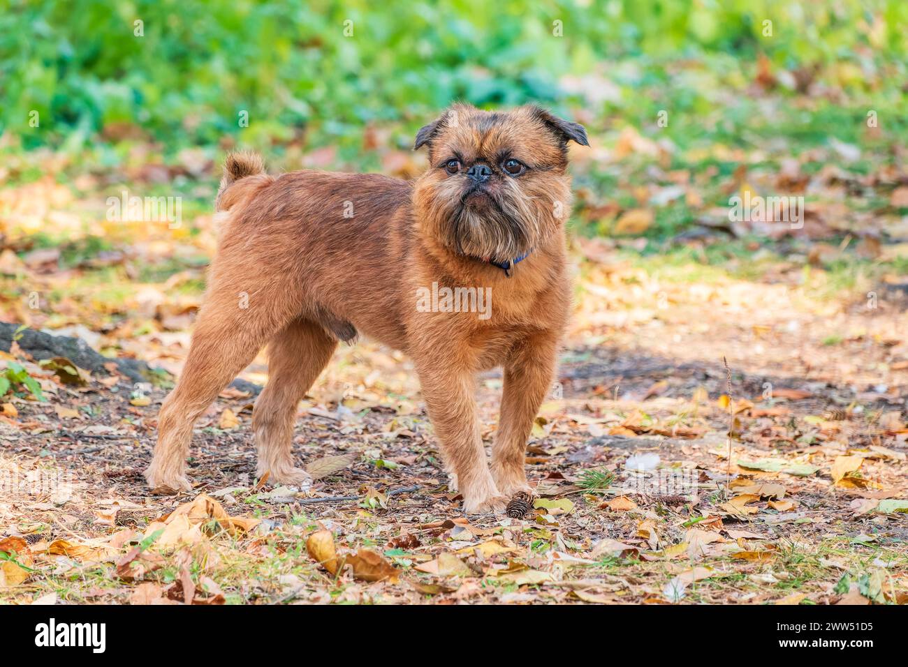 Brussels Griffon for a walk in the park. Funny brussels griffon dog walking on leaves at sunny day in forest Stock Photo