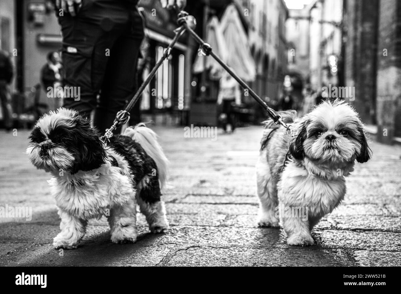 Twin Shih Tzus on a city walk, fluffy companions in step with urban life. Their expressive eyes captivate in a timeless black and white. Street photog Stock Photo