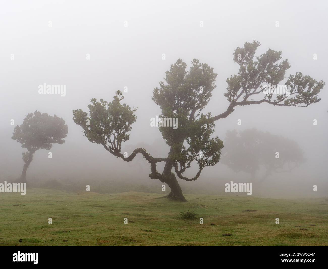 Magical foggy forest and laurel trees with unusual shapes caused by harsh wind. Travel the world. Fairy tale place. Fanal forest. Stock Photo