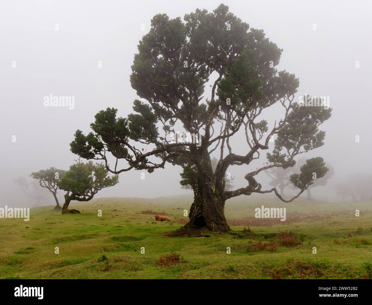 Magical foggy forest and laurel trees with unusual shapes caused by harsh wind. Travel the world. Fairy tale place. Fanal forest. Stock Photo