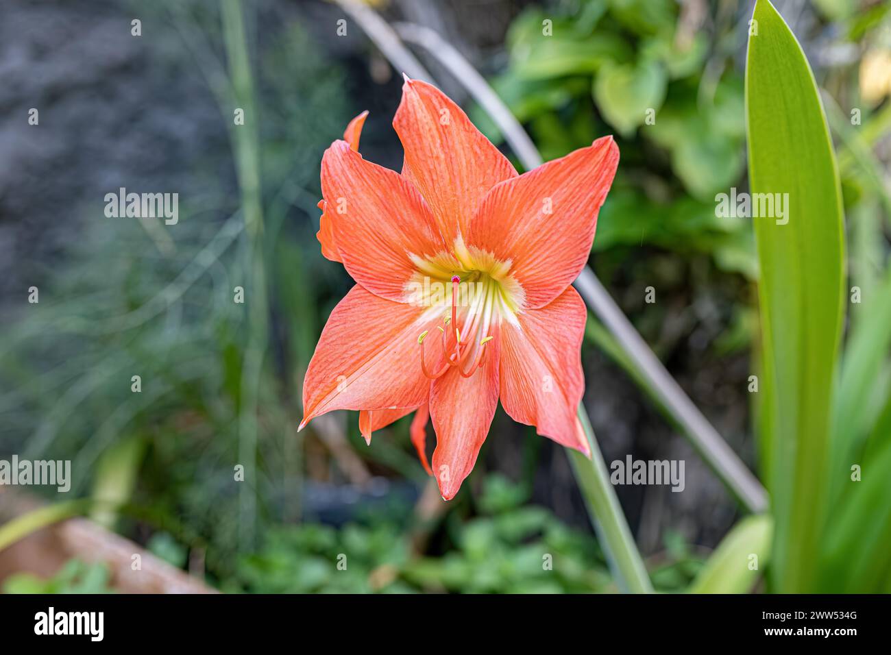 Barbados Lily Flower of the species Hippeastrum puniceum Stock Photo
